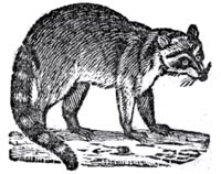 Raccoon