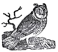 Owl