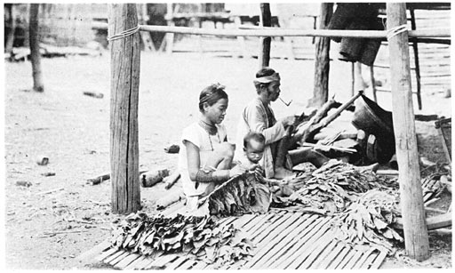 Preparing Tobacco.