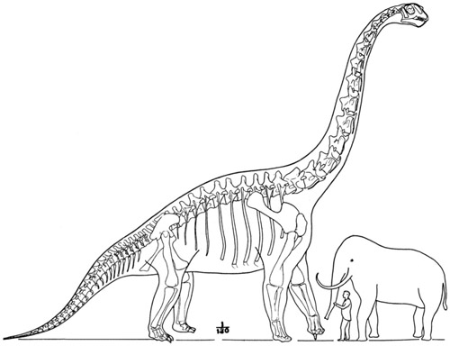 Fig. 24.: The Largest Known Dinosaur. Sketch
reconstruction of Brachiosaurus, from specimens in the Field Museum
in Chicago, and the Natural History Museum in Berlin.