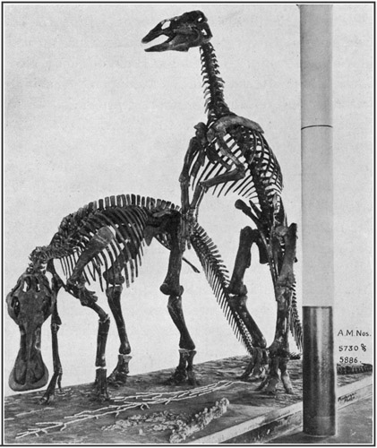 Fig. 28.: Mounted Skeletons of Trachodon in the
American Museum.