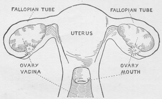 GENERATIVE ORGANS.