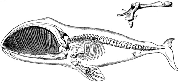 Skeleton of Greenland Whale