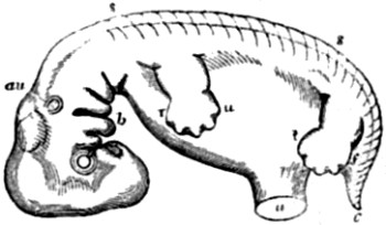 Human embryo,
about seven weeks old.