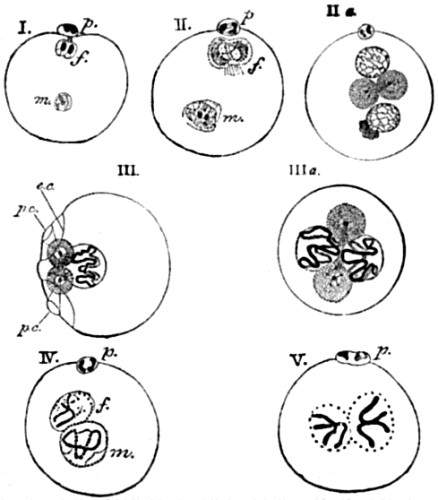 Formation and conjugation of the pronuclei in
Ascaris megalocephala.