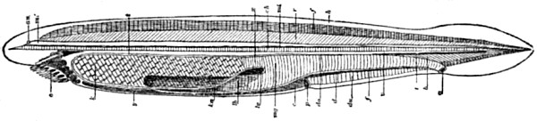 Amphioxus lanceolatus.