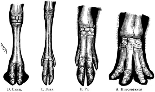 Bones of the foot of four forms of
the artiodactyl type.