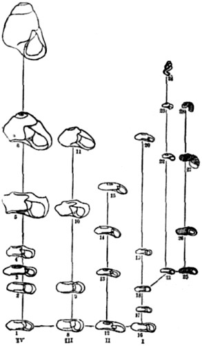 Transmutations of Planorbis.