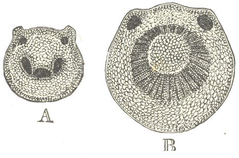 Fig. 4.  Solanum jasminoides.  A. Section of the petiole in its
ordinary state.  B. Section of the petiole some weeks after it
had clasped a stick, as shown in fig. 2