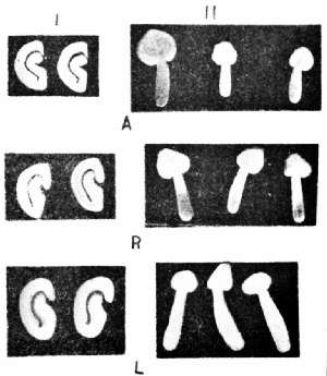 Differentiating Characteristics of Coffee Beans, in Cross-section