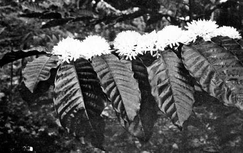 Robusta Coffee in Flower, Preanger, Java