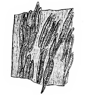 Portion of the Investing Membrane, Showing Its Structure