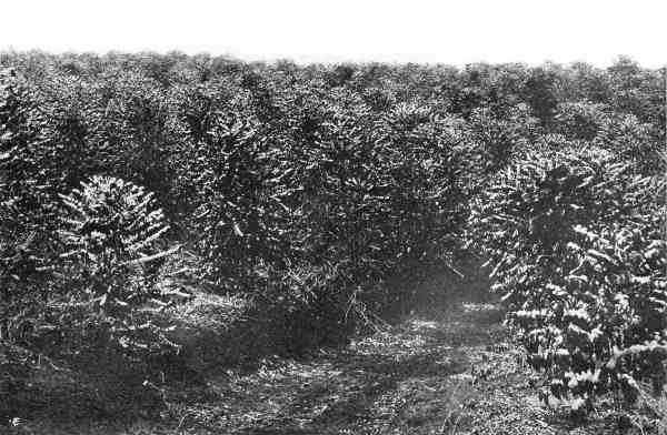 BRAZIL COFFEE PLANTATION IN FLOWER