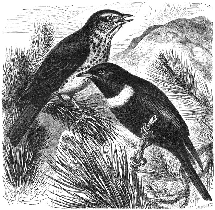 1) Zanglijster (Turdus musicus) en 2) Beflijster (Turdus torquatus). ½ v. d. ware grootte.