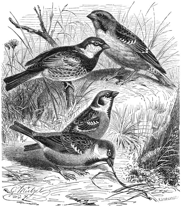 1) Rotsmusch (Passer petronius), 2) Halsbandmusch (Passer hispaniolensis), 3) Ringmusch (Passer montanus), 4) Huismusch (Passer domesticus). ½ v. d. ware grootte.