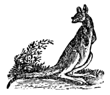 Kangaroo