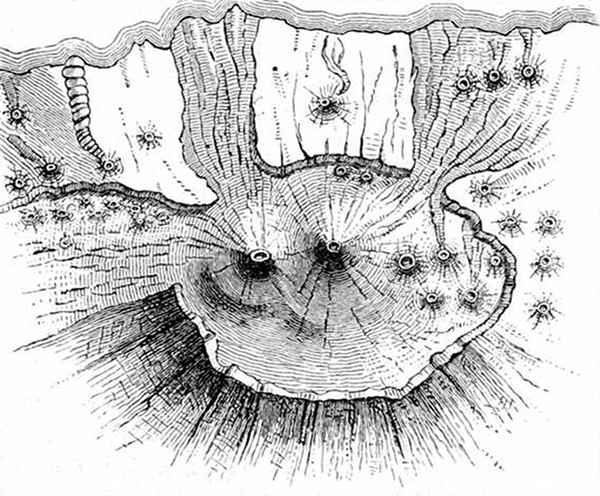 Fig. 5.

Plan of the Peak of Teneriffe, showing how it resembles
a lunar crater. (A. Geikie.)