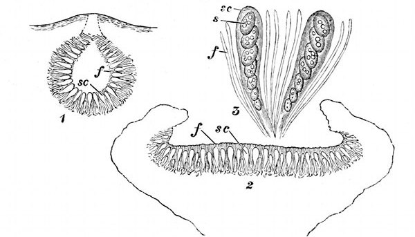 Fig. 31.

Fructification of a lichen. (From Sachs and Oliver.)

Apothecium or spore-chamber of a lichen. 1, Closed. 2, Open.
3, The spore-cases and filaments enlarged, showing the spores. f, Filaments.
sc, Spore-cases. s, Spores.