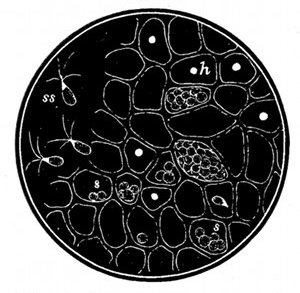 Fig. 64.

Ulva lactuca, a green seaweed,
greatly magnified to show structure.
(After Oersted.)

s, Spores in the cells. ss, Spores
swimming out. h, Holes through
which spores have escaped.