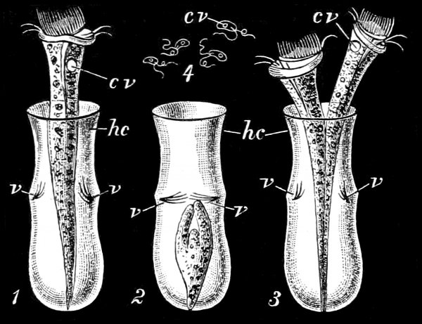 Fig. 68.

Thuricolla folliculata and Chilomonas
amygdalum. (Saville Kent.)

1, Thuricolla erect; 2, retracted; 3,
dividing. 4, Chilomonas amygdalum. hc,
Horny carapace. cv, Contractile vesicle.
v, Closing valves.