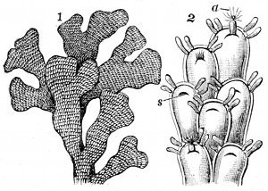 Fig. 72.

The Sea-mat or Flustra (Flustra foliacea.)

1, Natural size. 2, Much magnified.
s, Slit caused by drawing in of the animal a.