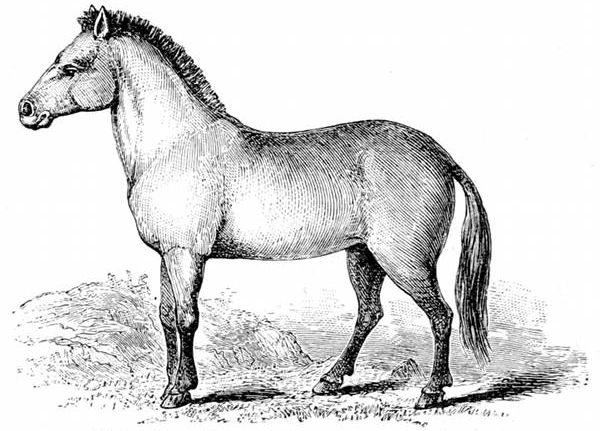 Fig. 75.

Przevalsky's Wild Horse, the "Kertag" or "Statur."