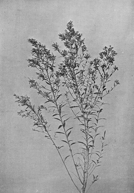 [Illustration: Genista Tinctoria, L.]