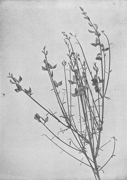 [Illustration: Spartium Junceum, L.]