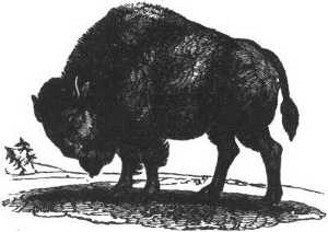 bison