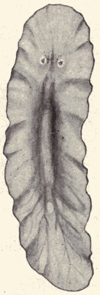 A marine planarian.