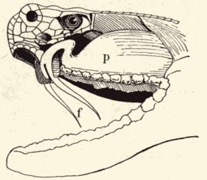 Dissection of head of rattlesnake.