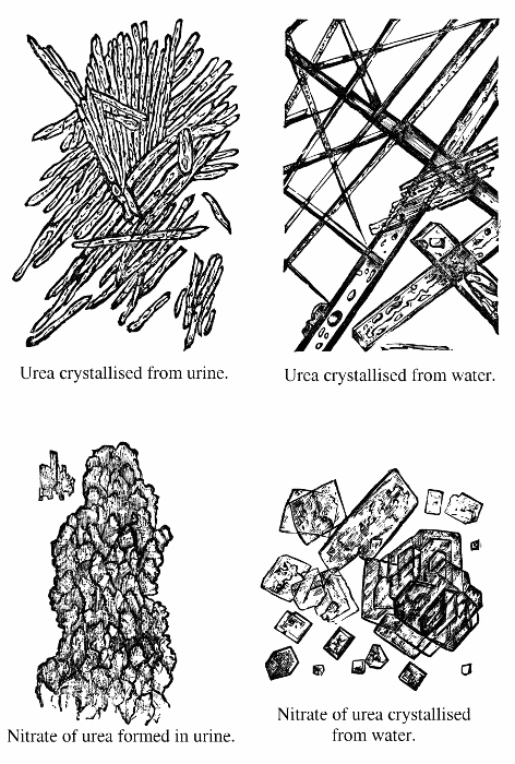 Urea crystallised from urine; urea crystallised from
water; nitrate of urea formed in urine; nitrate of urea crystallised from
water.