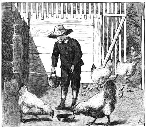 Boy feeding chickens