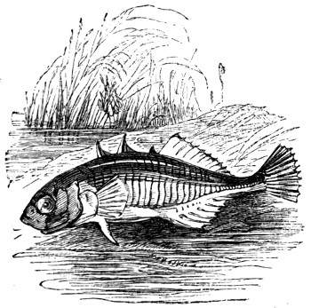 Stickleback