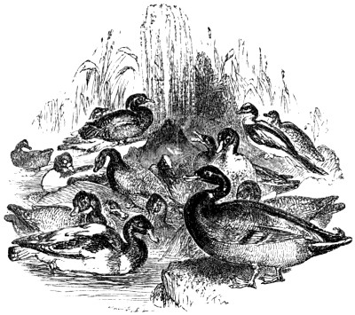 Ducks in pond