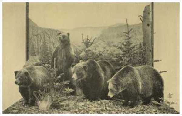 grizzly bear group