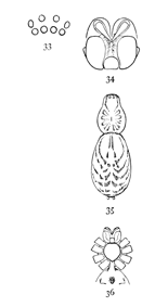 Figs. 33, 34, 35, 36.
Agrœca pratensis.—33,
eyes from in front. 34,
maxillæ, labium, and
ends of mandibles. 35,
back of female enlarged
four times. 36,
under side of female
as far back as the
epigynum.