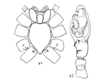 Figs. 42, 43. Anyphæna
calcarata.—42, under
side of cephalothorax of female. 43, palpus of male.