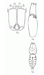 Figs. 63, 64, 65. Clubiona excepta.—63, front of head
and mandibles of male. 64, palpus of male. 65, back of female enlarged
four times to show markings.