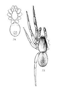 Figs. 73, 74. Ariadne bicolor.—73,
upper side enlarged four times. 74, under side.