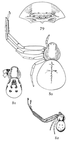 Figs. 79, 80, 81, 82. Misumena aleatoria.—79,
front of head and eyes. 80, female enlarged
four times. 81, female with dark markings. 82, male
enlarged four times.