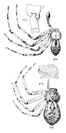 Figs. 101, 102, 103, 104. Philodromus vulgaris.—101, male. 102, female.
Both enlarged four times. 103, tibia of the male palpus. 104, one of the feet.