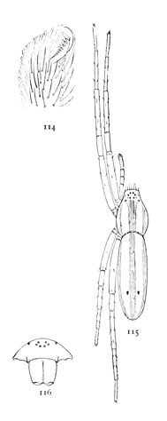 Figs. 114, 115, 116. Tibellus
duttonii.—115, female enlarged
four times. 114, one
of the feet. 116, front of
head, showing eyes and mandibles.