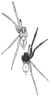 Figs. 174, 175. Lycosa
nidifex.—174, back of
male. 175, under side of
male. Both enlarged
twice.