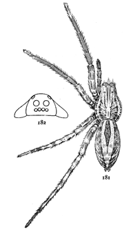 Figs. 181, 182. Lycosa
communis.—181,
female enlarged
three times.
182, front of head
showing eyes.