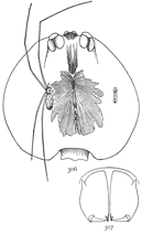 Figs. 306, 307.
Pholcus
phalangioides.
—306,
female and male natural
size, and cephalothorax
of female much
enlarged. 307, mandibles
of male.