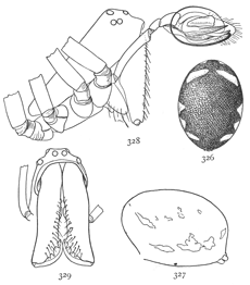 Figs. 326, 327, 328, 329. Linyphia mandibulata.