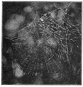 Fig. 410. Web of Epeira labyrinthea with
string of cocoons in the upper part over
the spider's nest. One-third the real size.