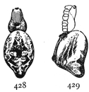 Figs. 428, 429. Cyclosa
conica.