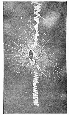 Fig. 448. Argiope riparia in the middle of the web.
Natural size.